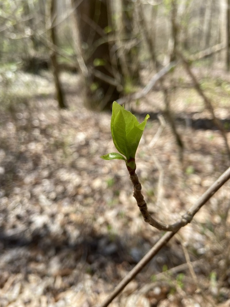 Bay Starvine photo 8