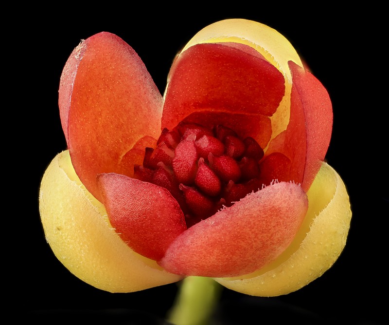 Bay Starvine