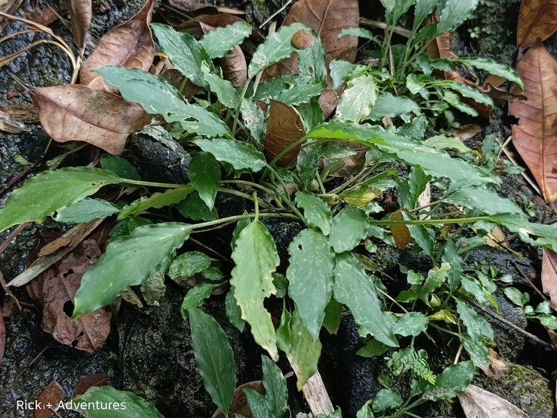 Schismatoglottis prietoi