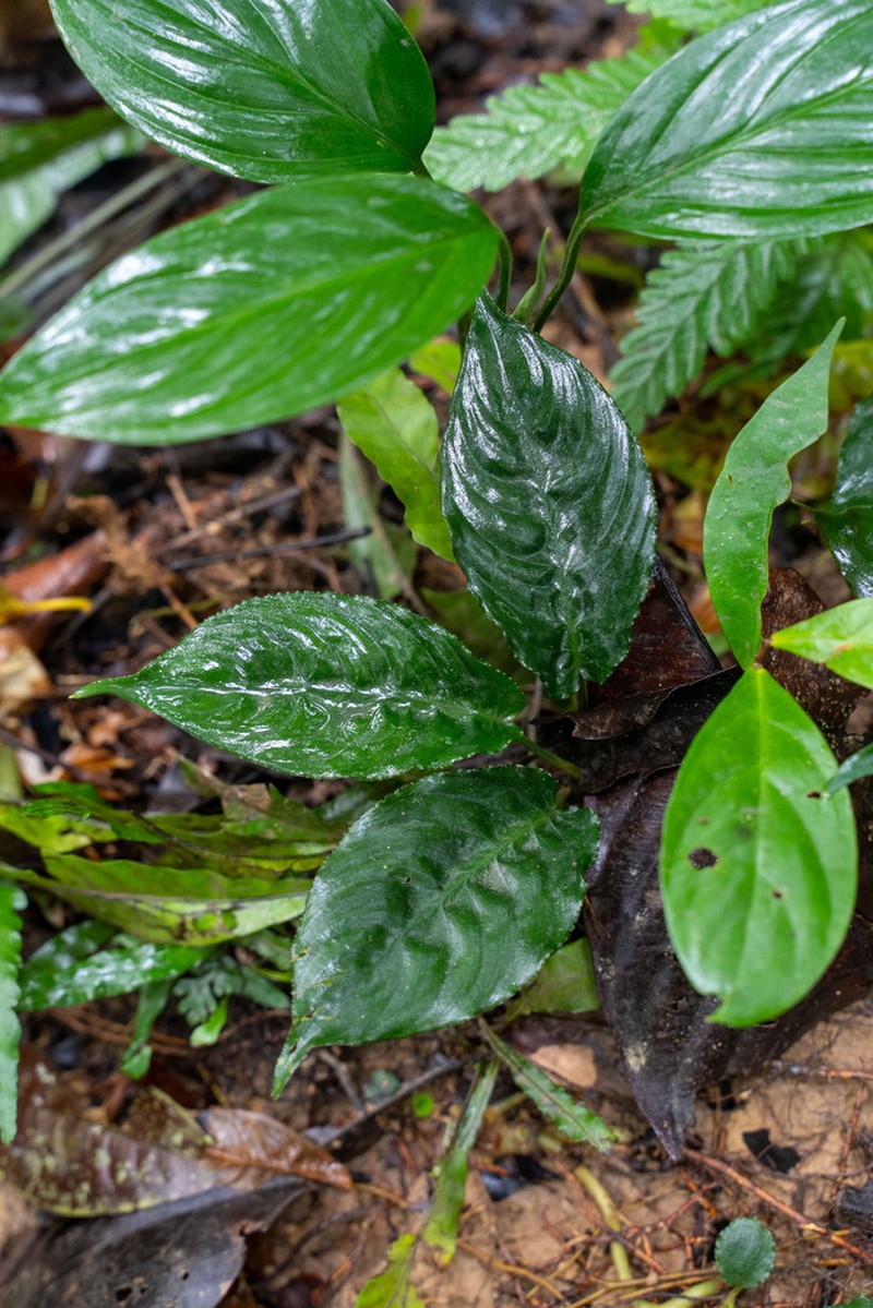 Schismatoglottis serratodentata