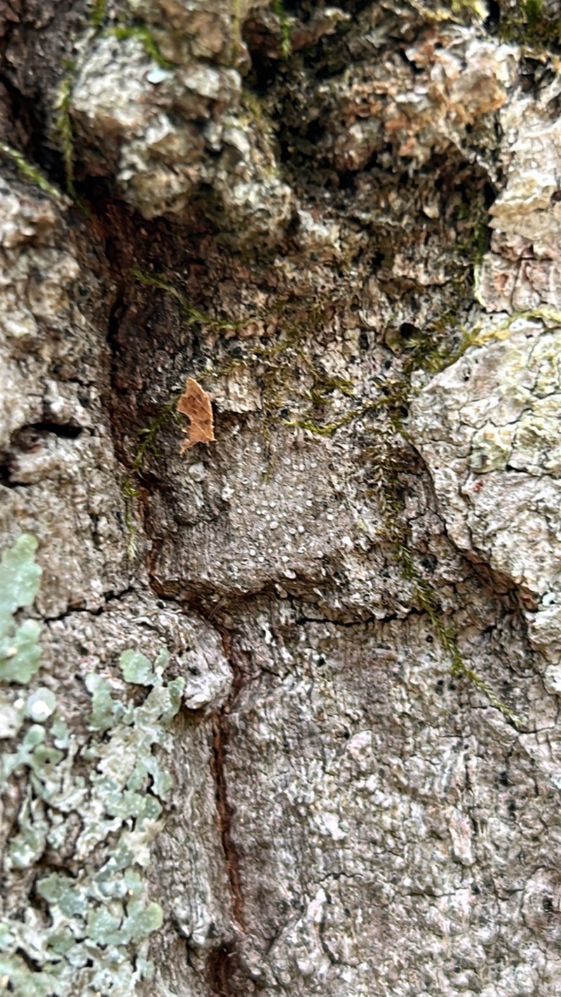 Schismatomma glaucescens photo 2