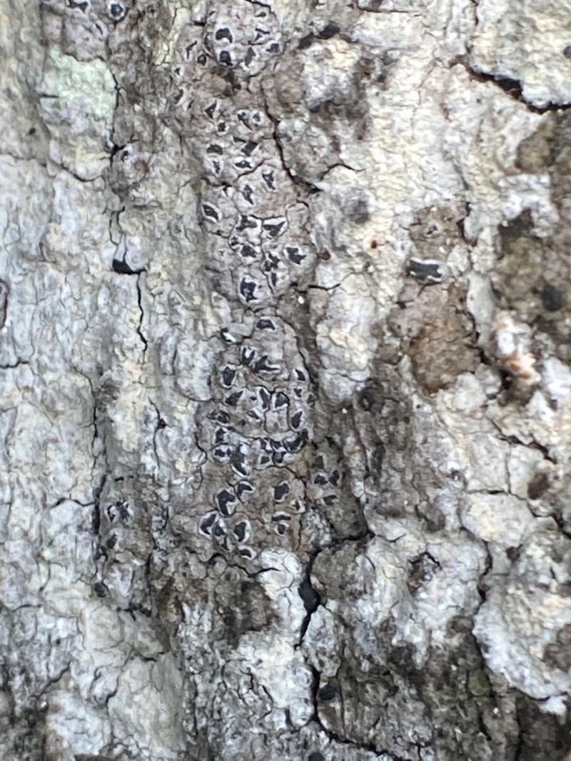 Schismatomma pericleum
