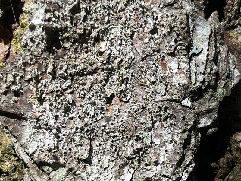 Schismatomma pericleum photo 3