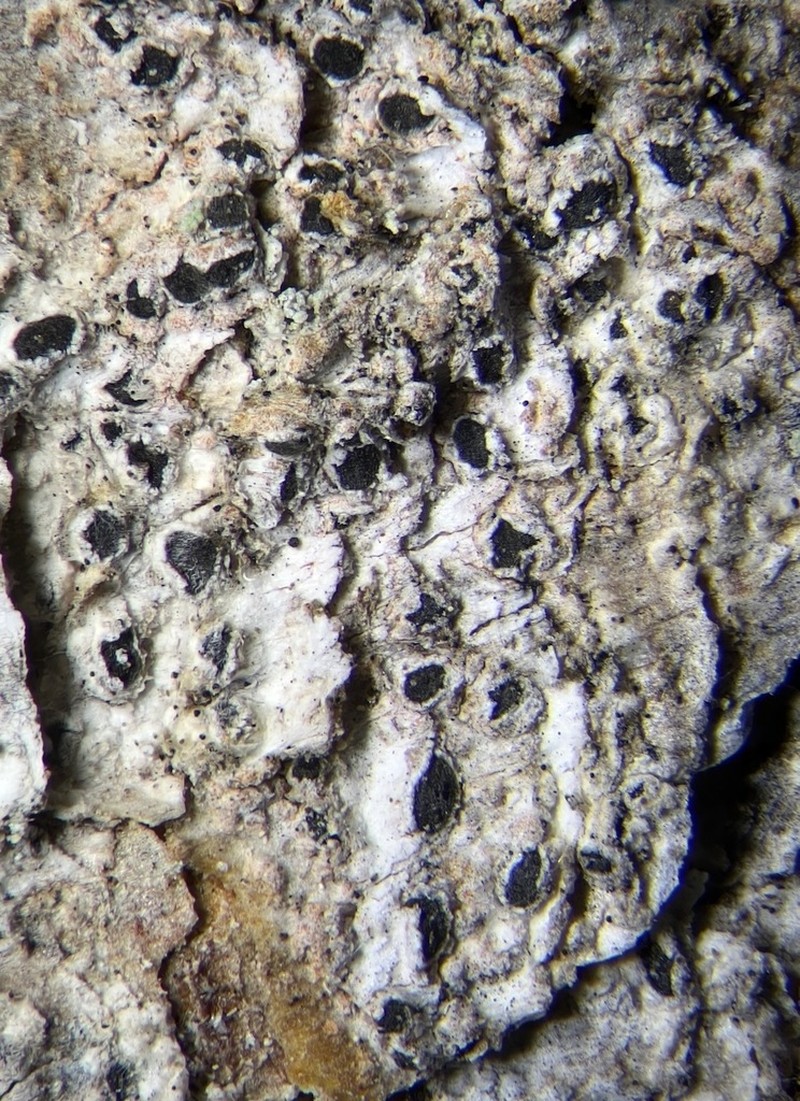 Schismatomma pericleum photo 4