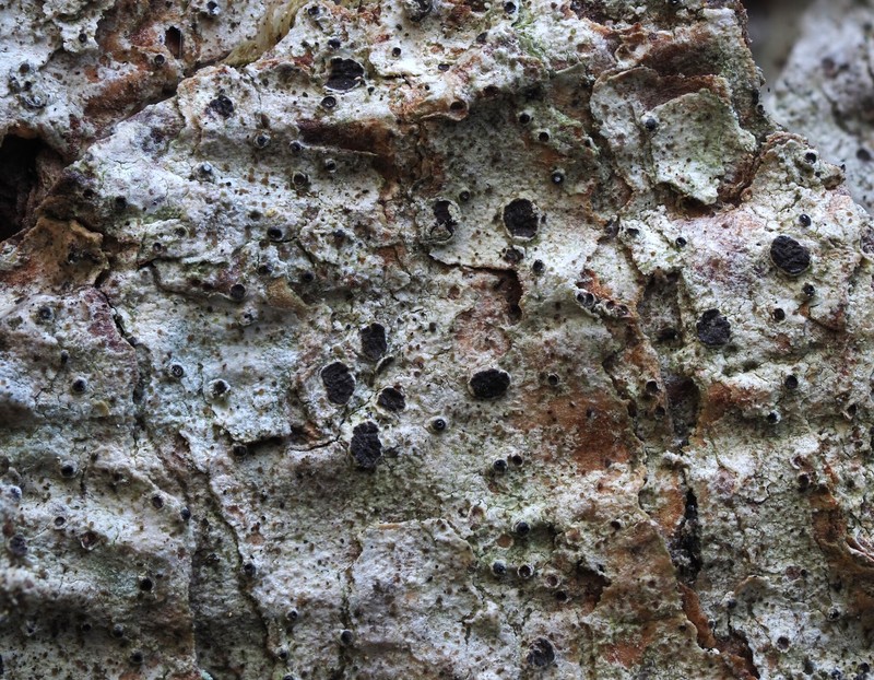 Schismatomma pericleum photo 5