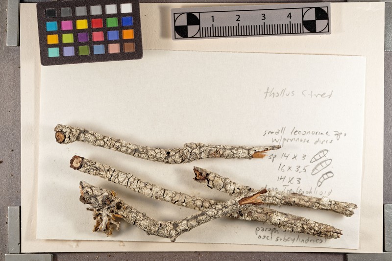 Schismatomma Lichen
