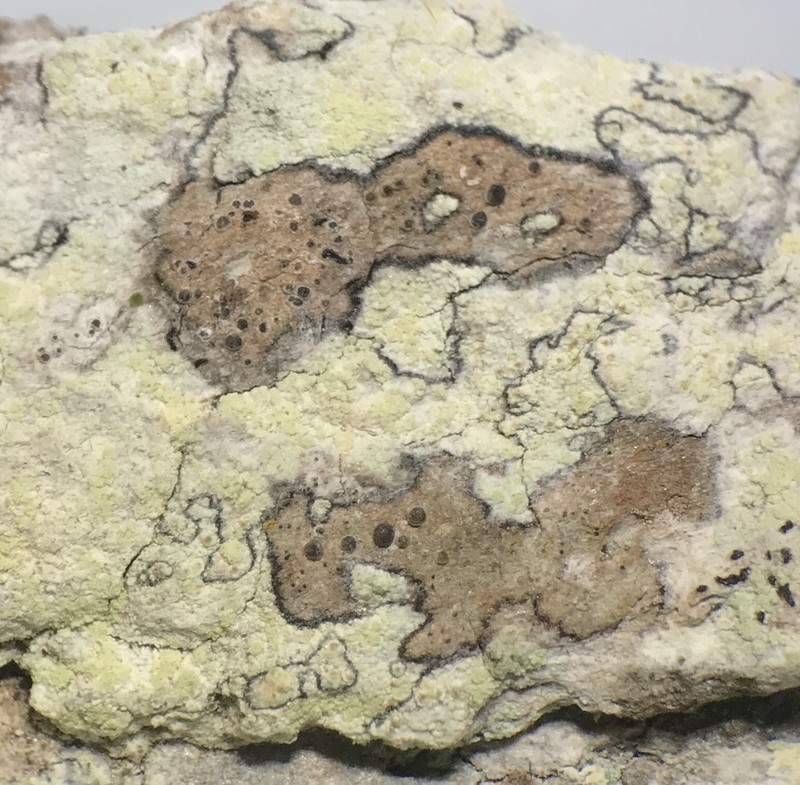 Rapp's Schismatomma Lichen