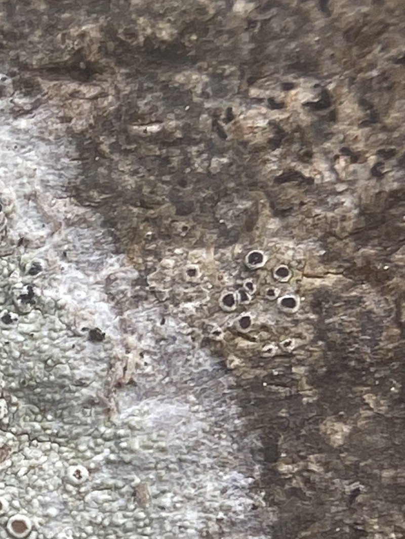 Rapp's Schismatomma Lichen photo 2