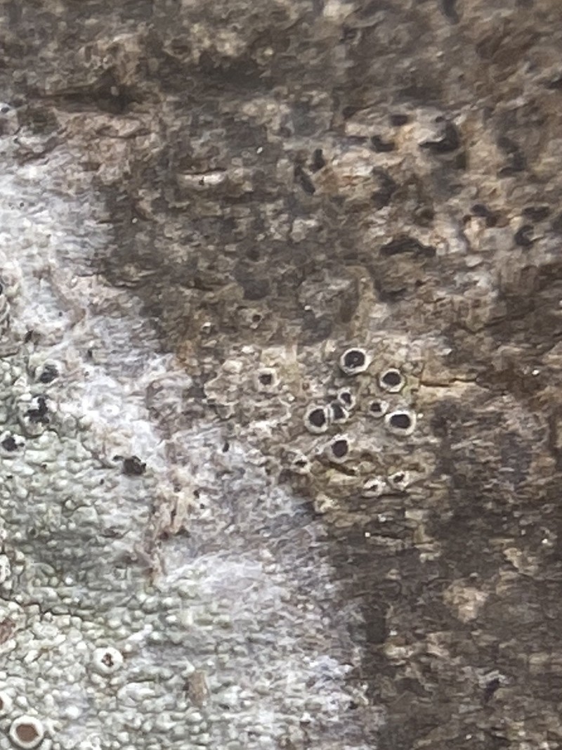 Rapp's Schismatomma Lichen photo 3