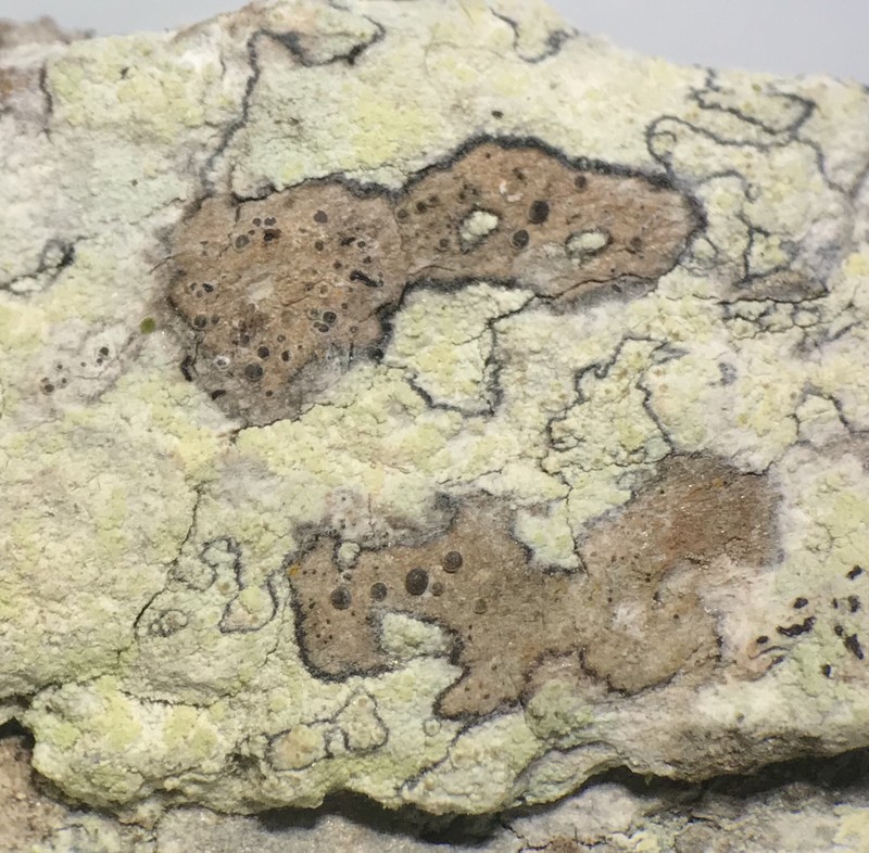 Rapp's Schismatomma Lichen photo 4