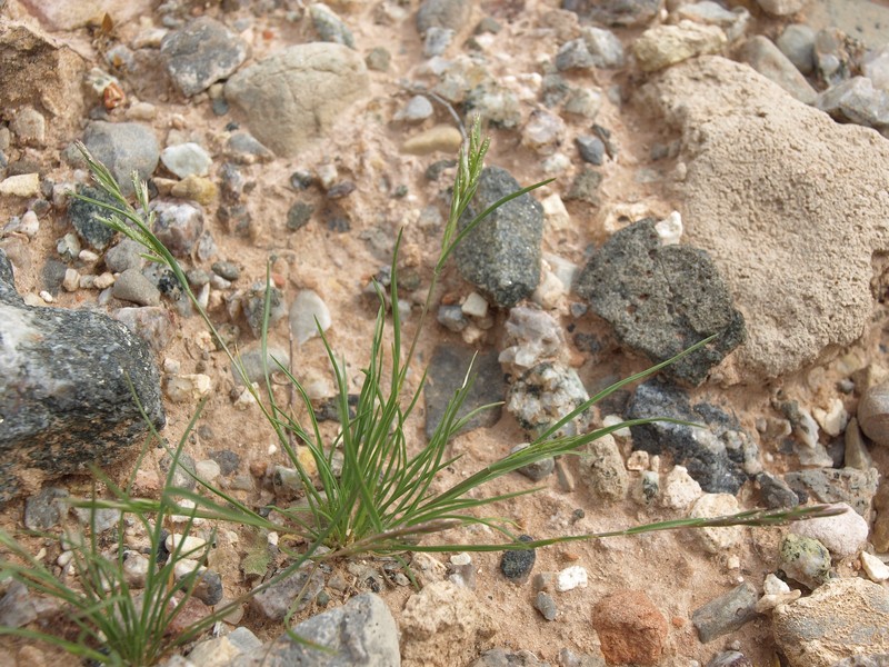 Common Mediterranean Grass photo 4