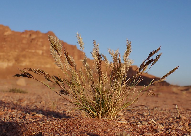 Common Mediterranean Grass photo 2