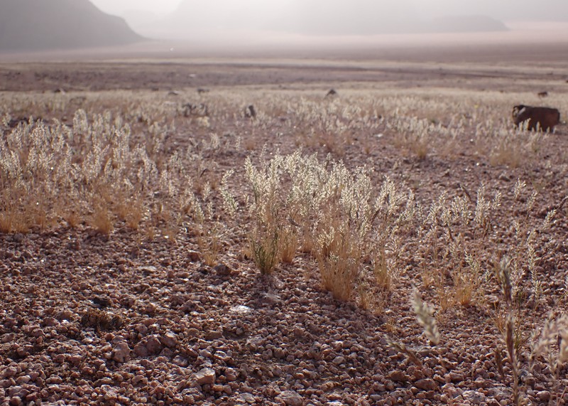 Common Mediterranean Grass photo 3