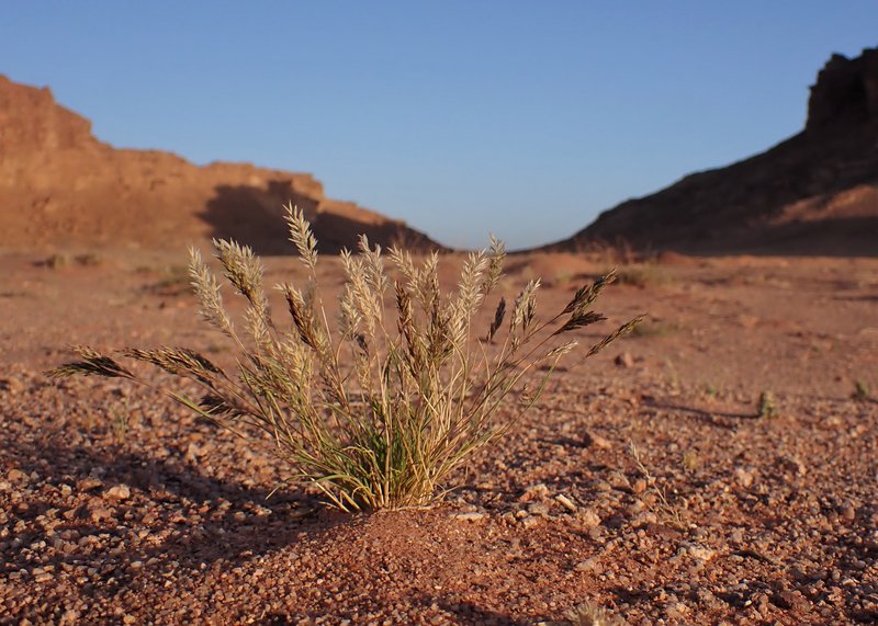 Common Mediterranean Grass photo 7