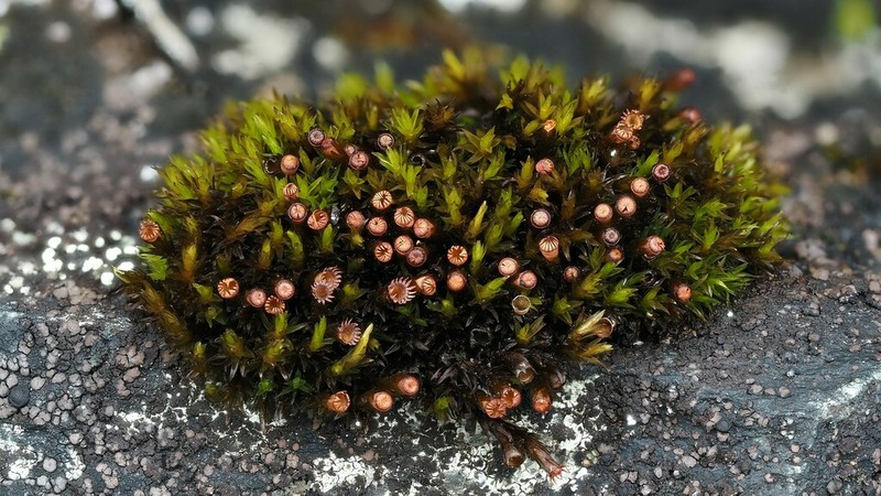 Agassiz's Schistidium Moss