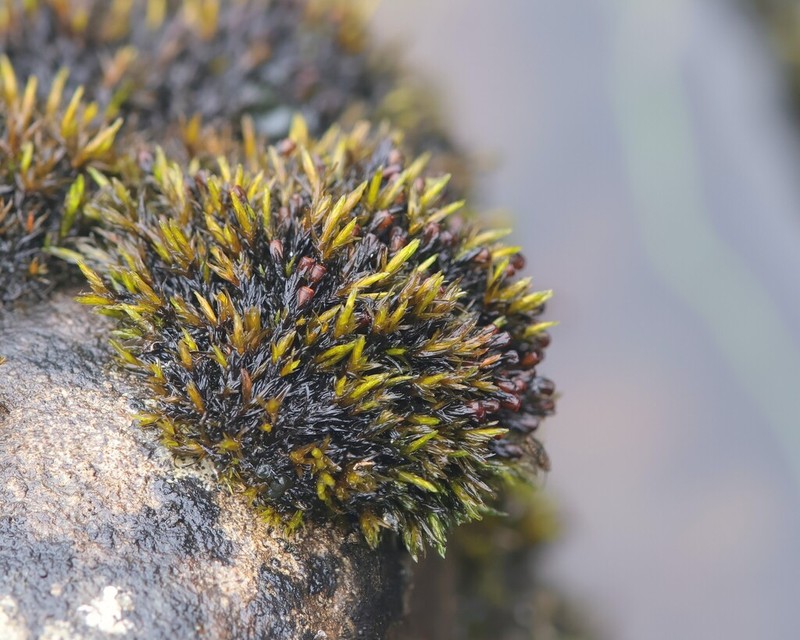 Agassiz's Schistidium Moss photo 2