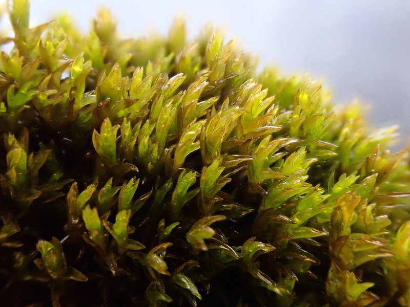 Agassiz's Schistidium Moss photo 3