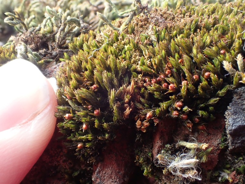 Schistidium Moss