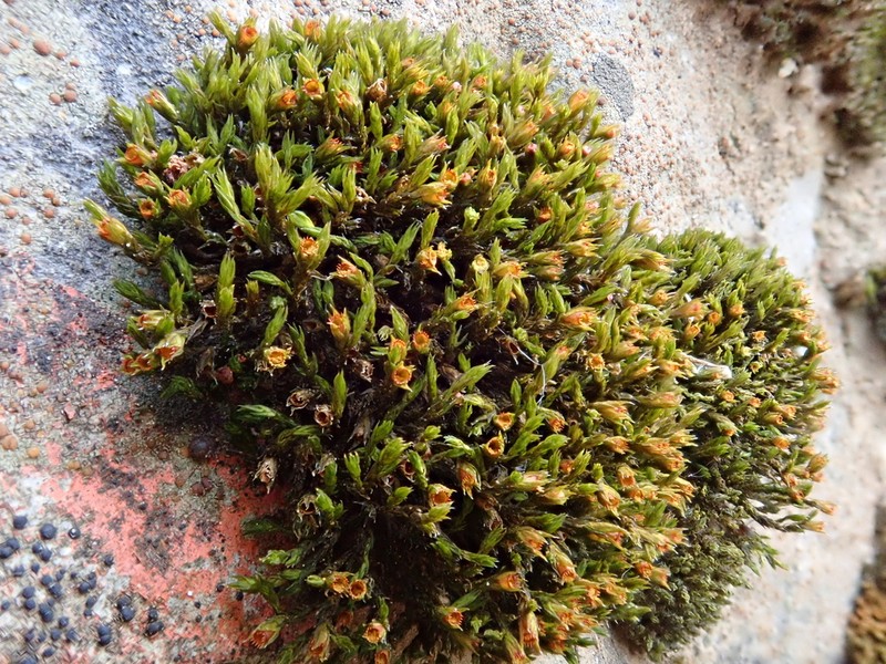 Schistidium Moss photo 2