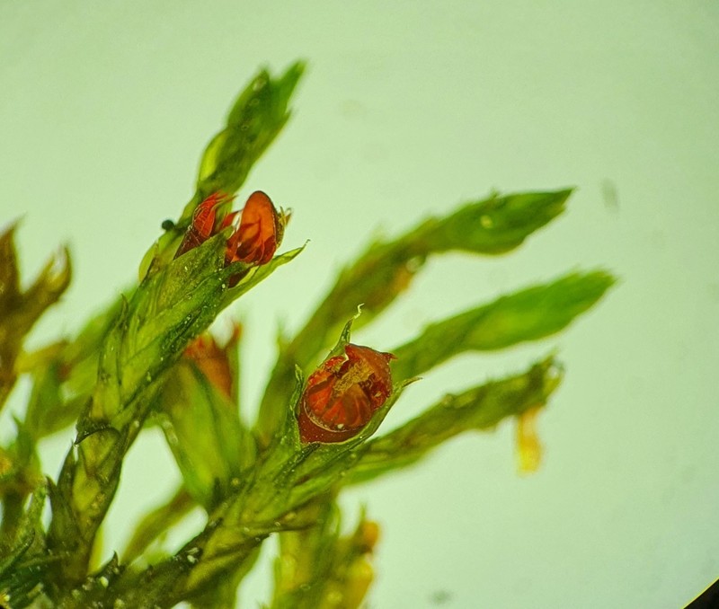 Schistidium Moss photo 3