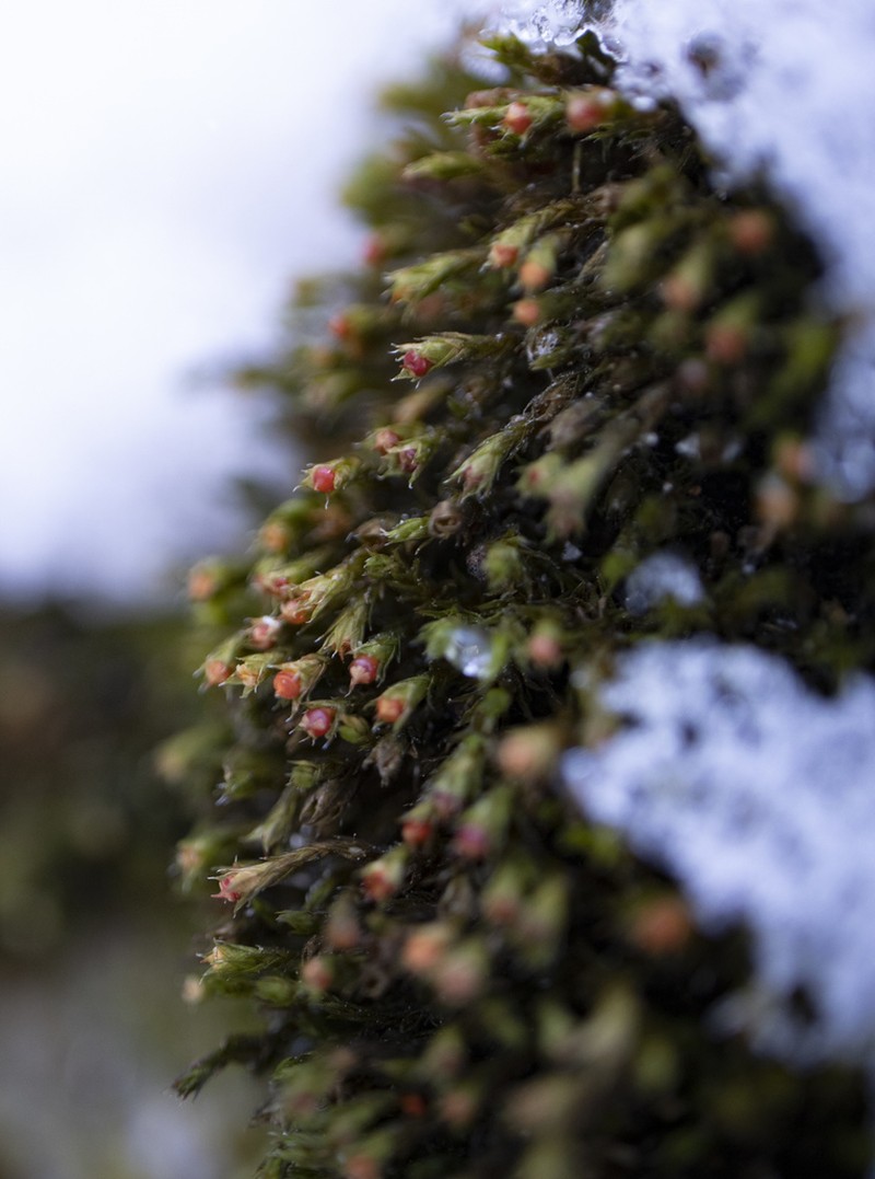 Schistidium Moss photo 4