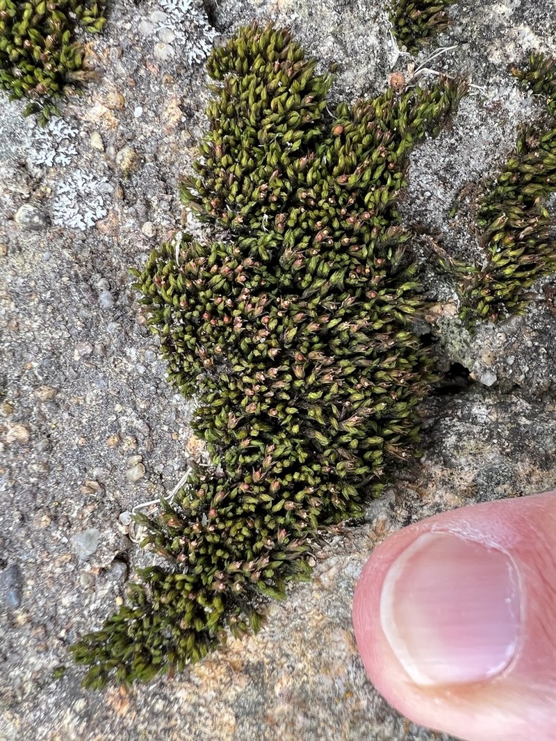 Schistidium Moss photo 5