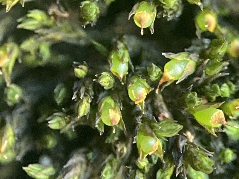Schistidium Moss photo 6