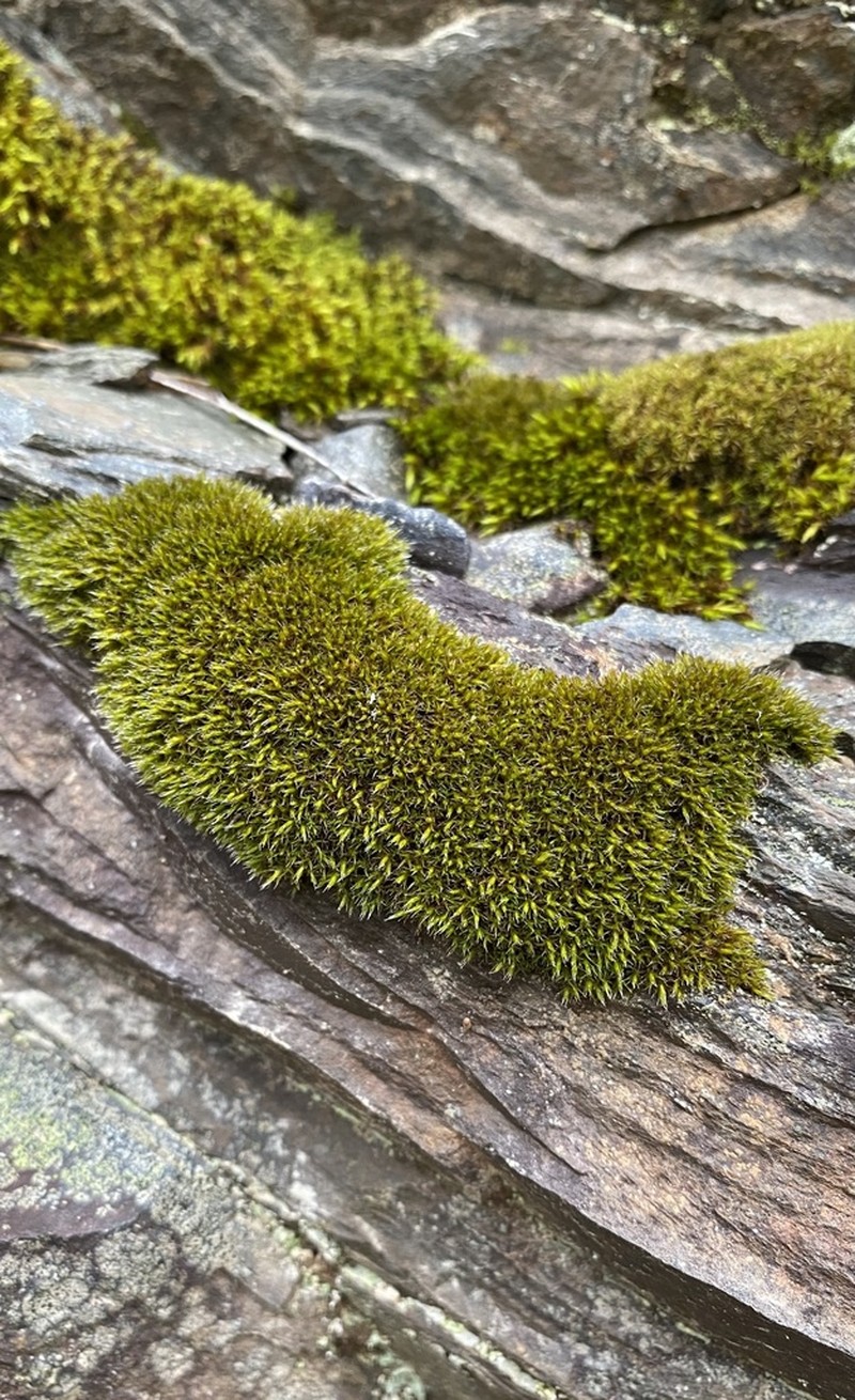Schistidium Moss photo 7