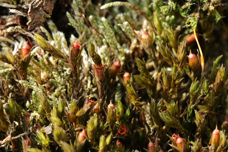 Schistidium Moss photo 8