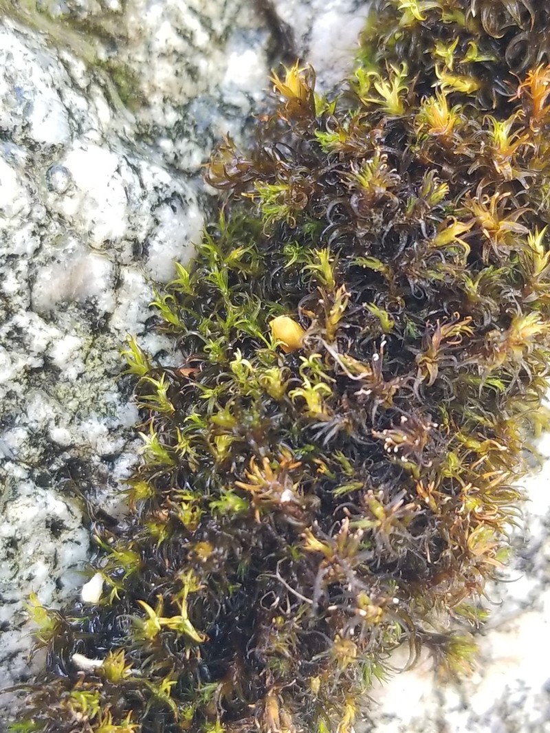 Schistidium Moss
