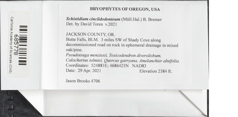 Schistidium Moss photo 4