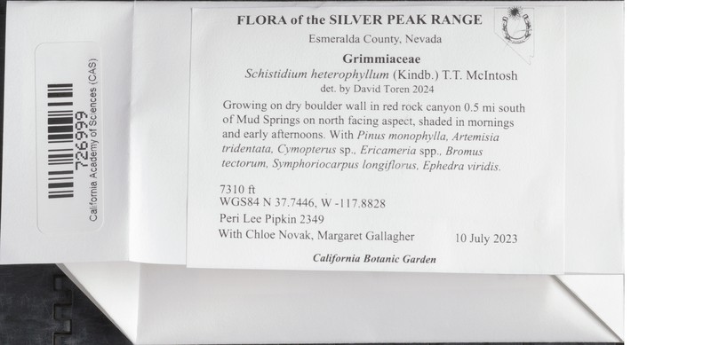 Schistidium Moss
