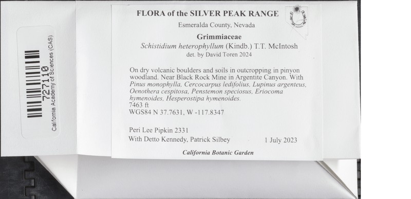 Schistidium Moss photo 2