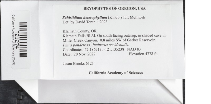 Schistidium Moss photo 3