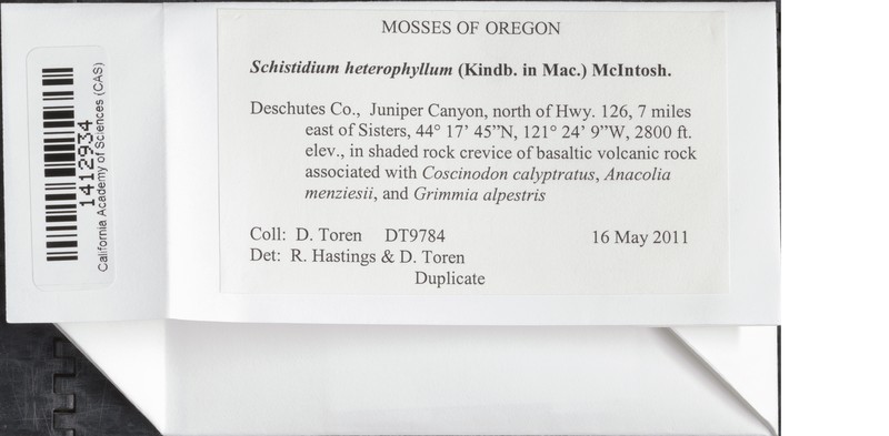 Schistidium Moss photo 8