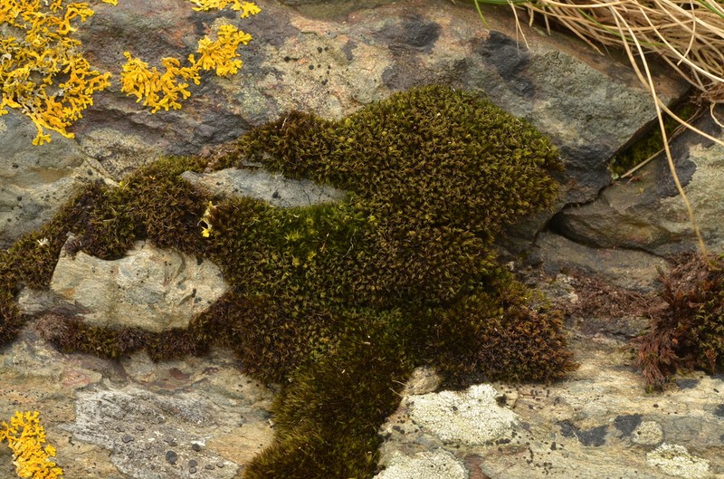 Seaside Schistidium Moss