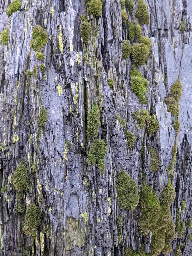 Seaside Schistidium Moss photo 2