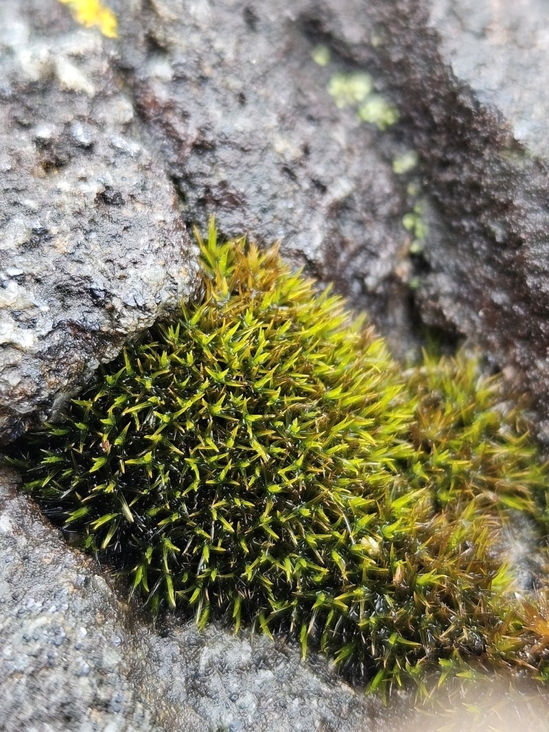 Seaside Schistidium Moss photo 3