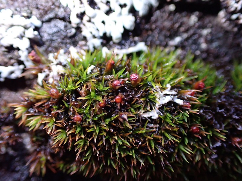 Seaside Schistidium Moss photo 4