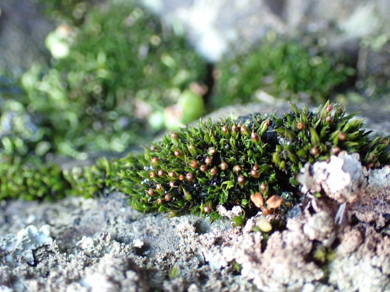 Seaside Schistidium Moss photo 5