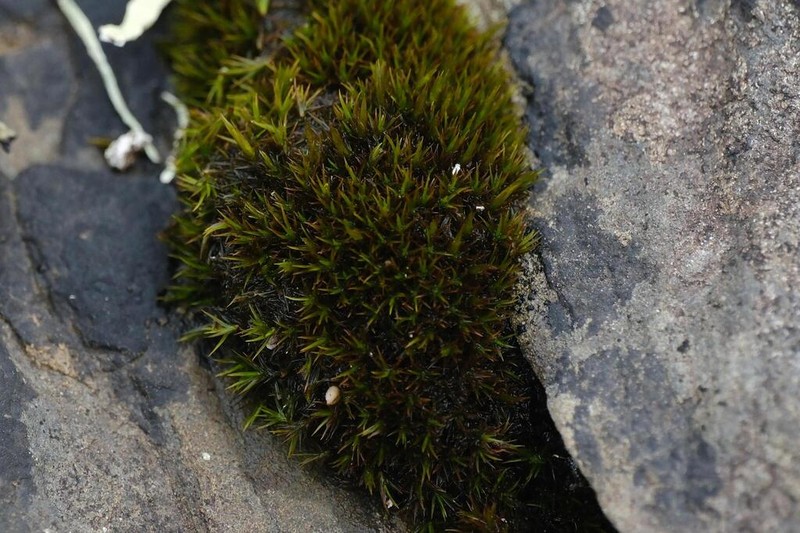 Seaside Schistidium Moss photo 6
