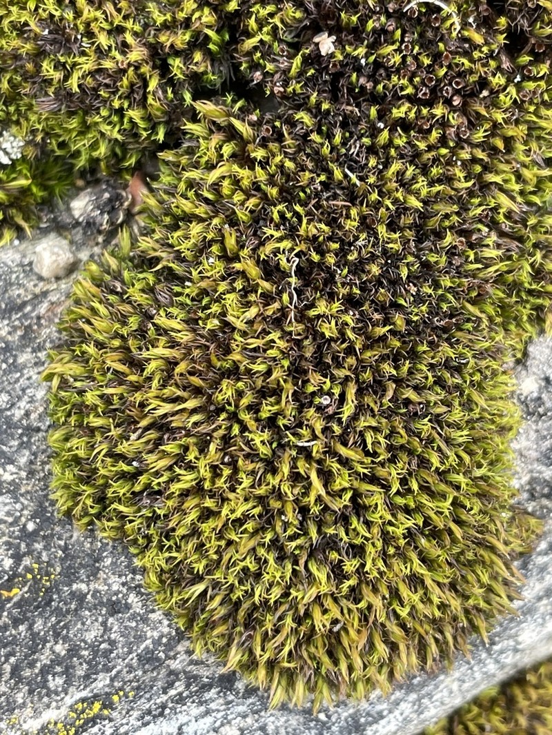 Seaside Schistidium Moss photo 7