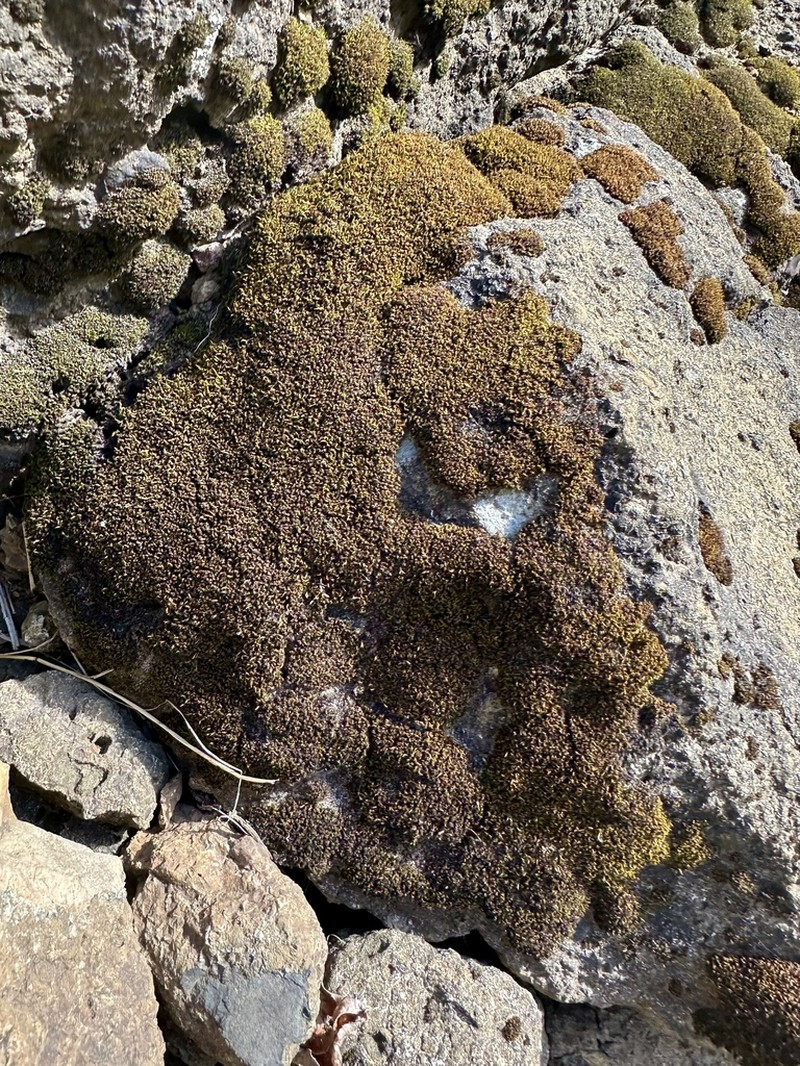 Seaside Schistidium Moss photo 8