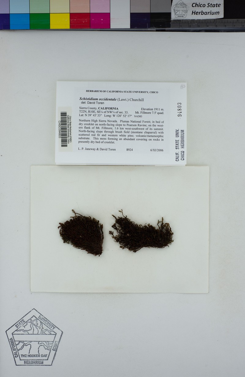 Western Schistidium Moss photo 4