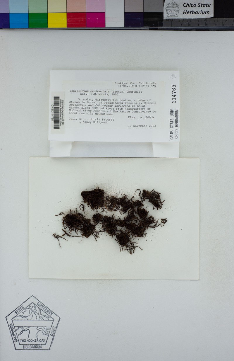 Western Schistidium Moss photo 5