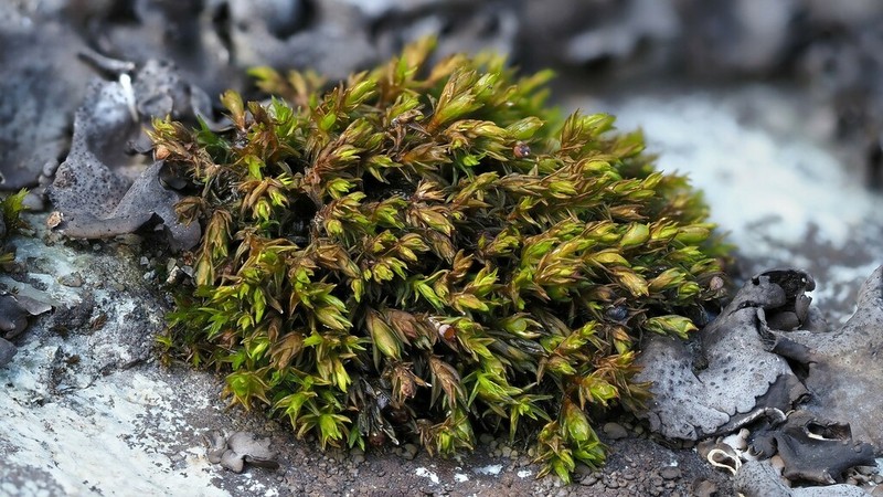 Streamside Schistidium Moss
