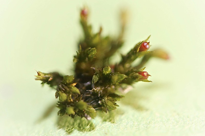 Streamside Schistidium Moss photo 2