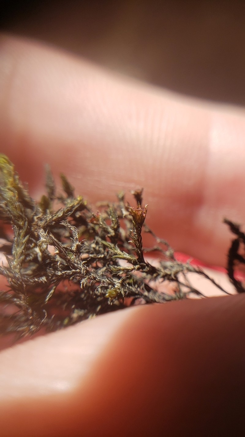 Streamside Schistidium Moss photo 3