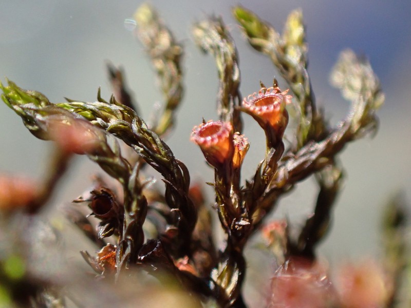 Streamside Schistidium Moss photo 4