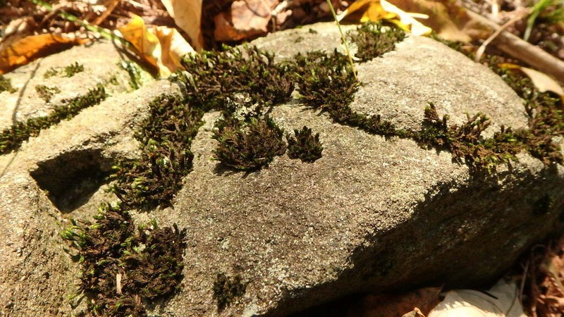 Streamside Schistidium Moss photo 5